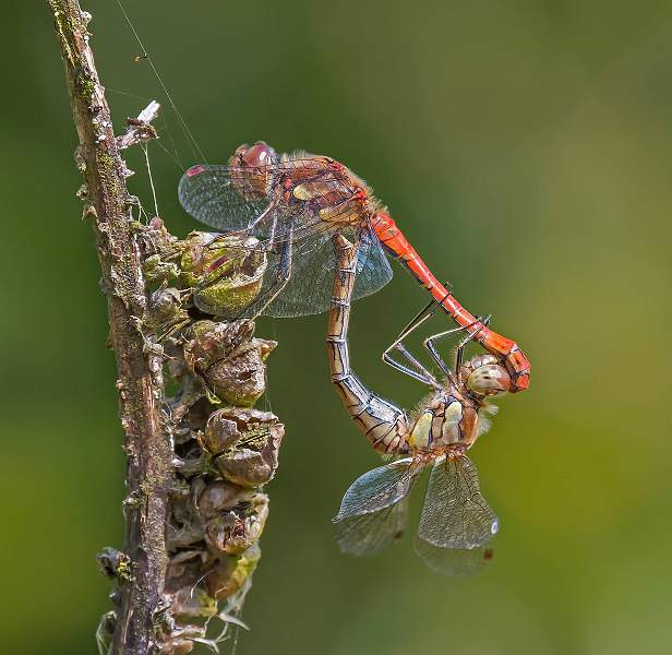 Peter Smith_Darter.jpg - darter